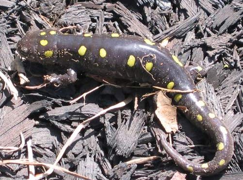 Spotted Salamander